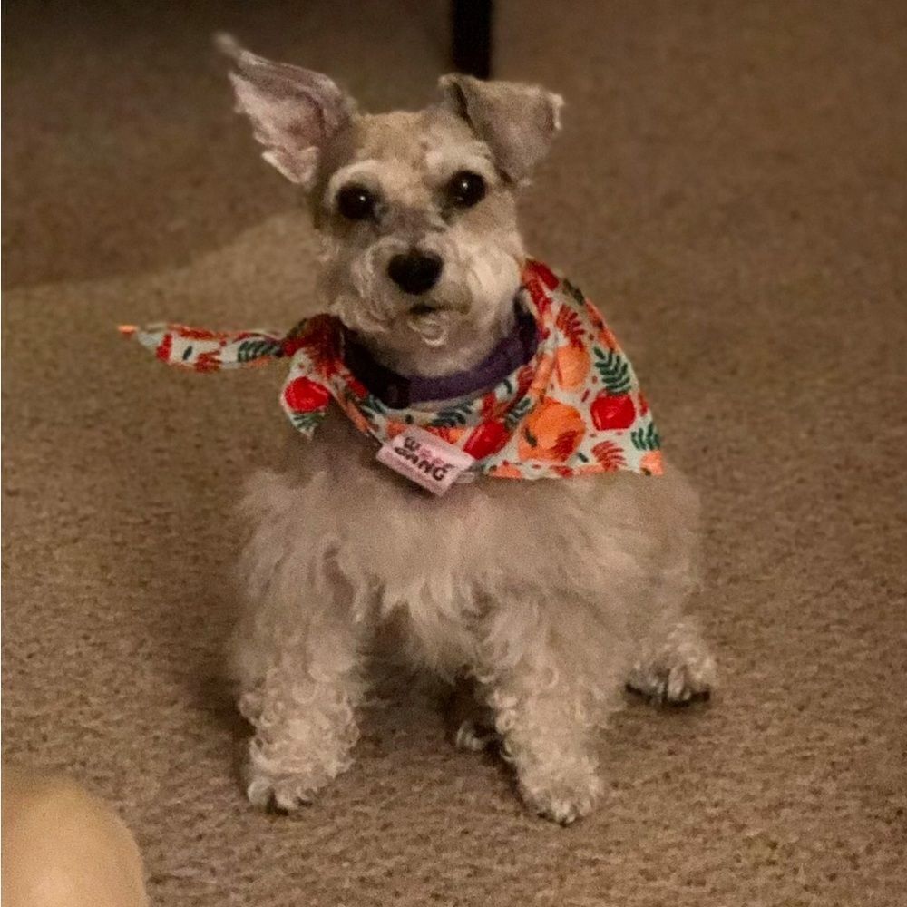 Small dog Colorful Patterned Bandanas Set of 12 - Picture 7 of 7